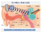 耳の構造と骨導の経路