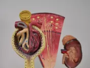 腎臓模型