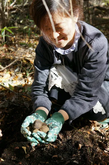トリュフを採取するマダム