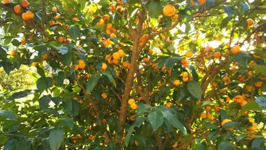 無農薬栽培のシークワーサー