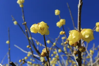 ロウバイの花イメージ