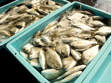 尾鷲漁港での仕入れ