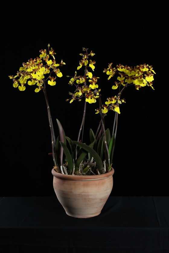 アジアのランがここに集結！
「沖縄国際洋蘭博覧会2019」開催！