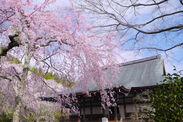 早朝の通常開門前や夜間など、春の京都を貸し切る！一期一会の桜を愛でる『春の貸切プラン』