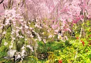 春の特別早朝拝観・散策プラン「原谷苑」