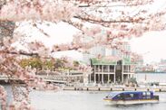 約600本の桜のトンネルをくぐりぬける『大岡川桜クルーズ』3月20日(水)から4月7日(日)までの期間限定で運航