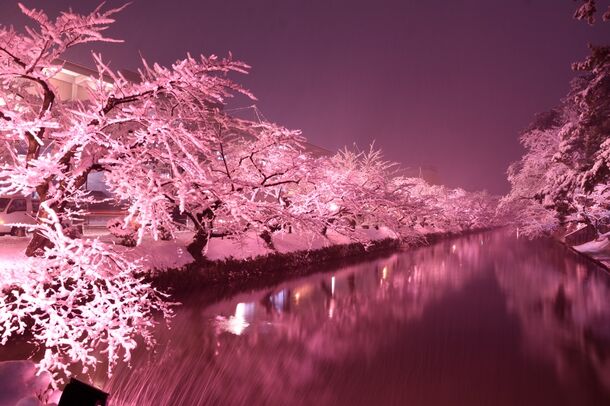 桜の名所 弘前公園 で冬に楽しむ満開の桜 冬に咲くさくらライトアップ が見頃 2月28日までライトアップ 弘前市のプレスリリース