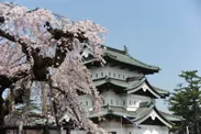 弘前公園の満開の桜