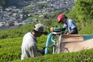 茶農家