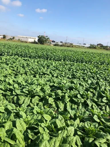 ちしゃとう農場