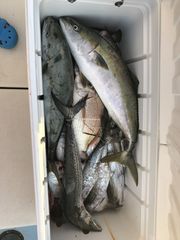釣果_6