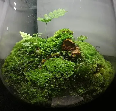 コケリウム　イメージ