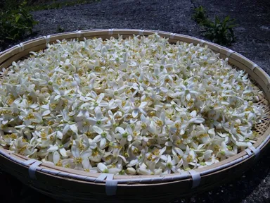 甘夏みかんの花