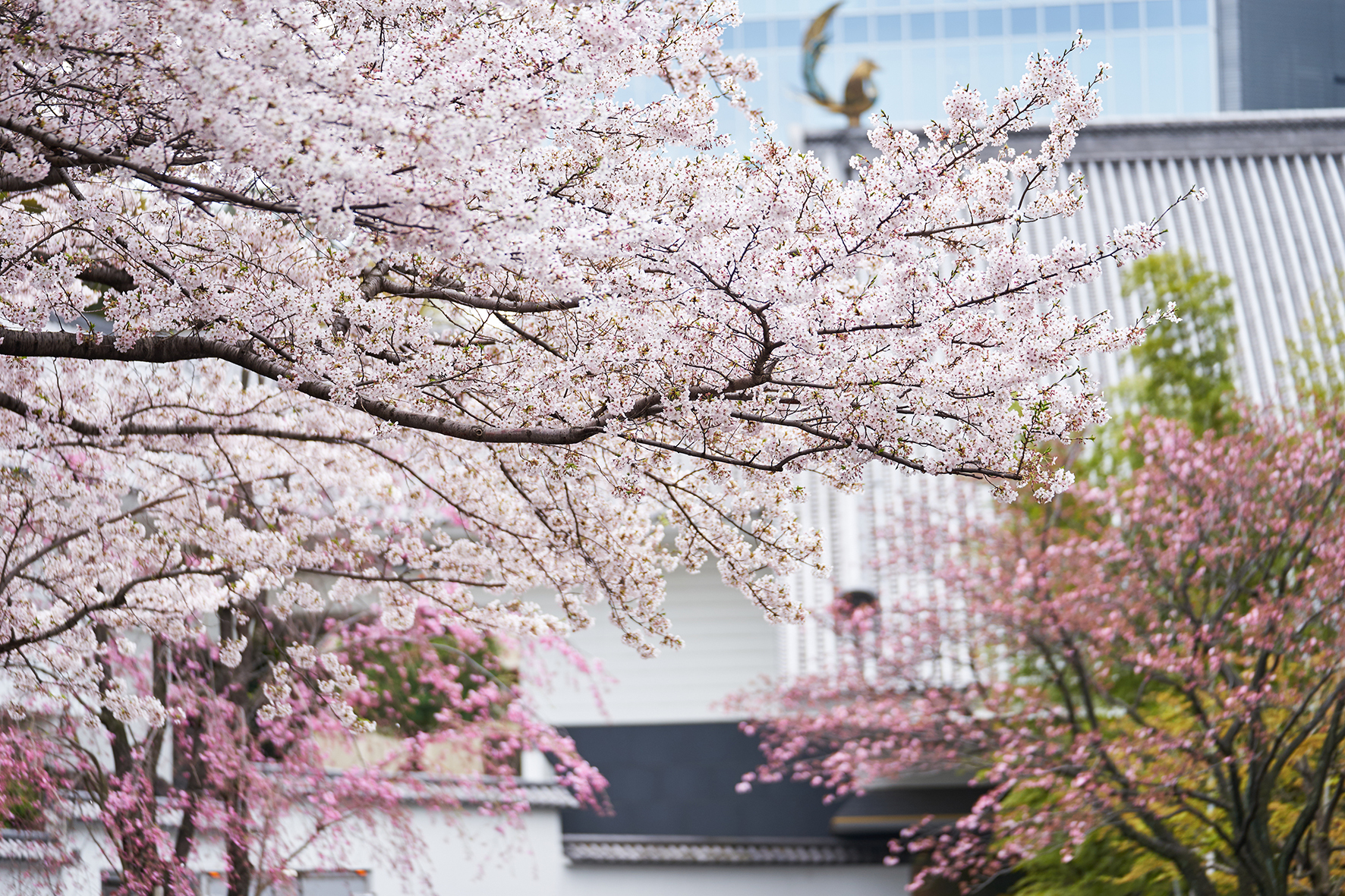 日本の国花 桜 を歴史と共に愛でる ホテル雅叙園東京の春は桜尽くし 五感で春を感じるさくらアートからグルメまで ホテル雅叙園東京の 桜のおもてなし 3月より開催 ホテル雅叙園東京のプレスリリース