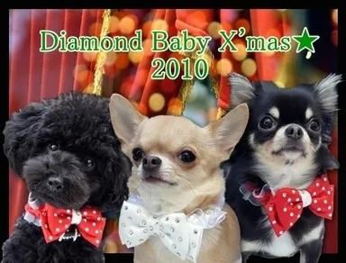 2010 X'mas Collection