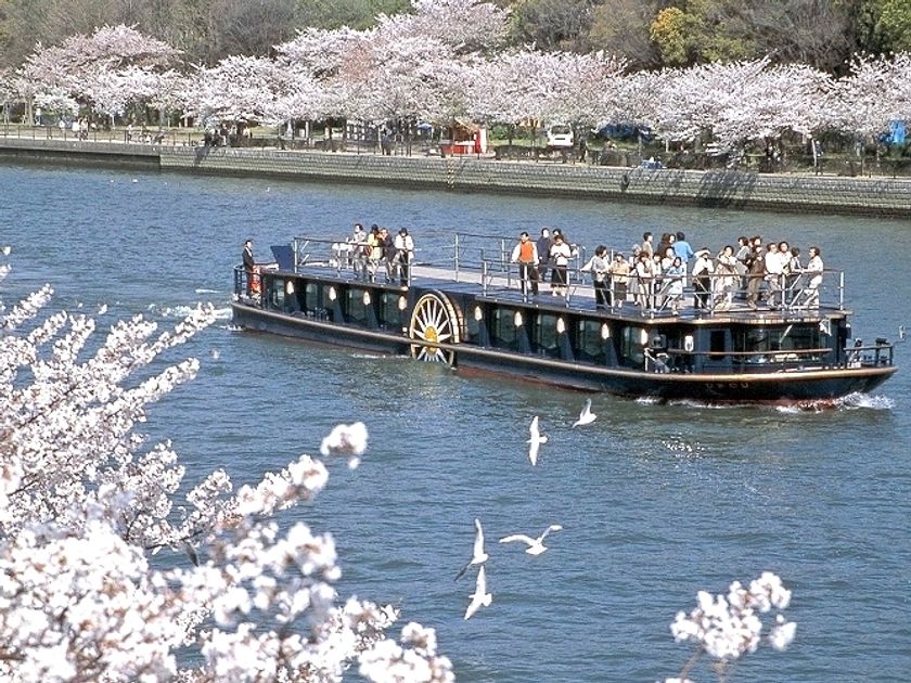 優雅なクルーズ船ひまわりで巡る
「桜スペシャルクルーズ」を運航します。