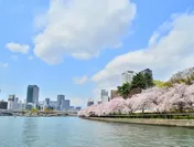 大川沿いの桜並木