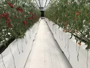 オスミックトマト栽培風景