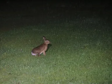 【ピッキオ】ワイルドサファリツアー  ノウサギ