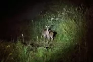 【ピッキオ】ワイルドサファリツアー 鹿の群れ