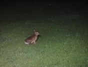 【ピッキオ】ワイルドサファリツアー  ノウサギ