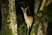 【ピッキオ】ワイルドサファリツアー  夜の鹿　正面