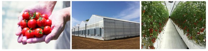 阪急阪神ホールディングスグループ 「農業ビジネス」に参入
～高糖度ミニトマトの通年生産に着手～