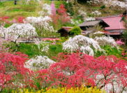 「桃源郷」さながらの絶景！知る人ぞ知る、春のお花見スポット5選(愛知県豊田市)