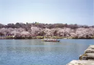 水源桜まつり(1)