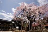 瑞龍寺のしだれ桜まつり(1)