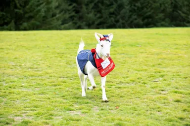 【トマム】ヤギのイメージ