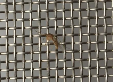 「蚊」との比較写真。防虫性能は一般的な網戸と同等です。