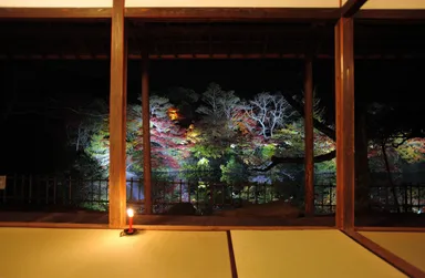 紅葉のライトアップ2