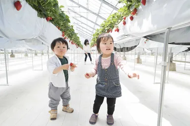 いちご狩り(5月まで予定：練乳など6種類のトッピング無料)