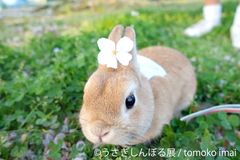 「うさぎしんぼる展」PARCO巡回展、広島・静岡で開催決定　神“モキュ様”との記念撮影スポットや新作＆限定グッズも