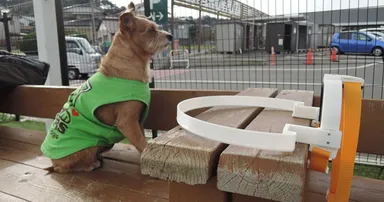 視力を失った愛犬を衝突から守る！「ドッグバンパー・イージー」2