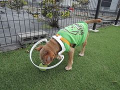 視力を失った愛犬を衝突から守る！「ドッグバンパー・イージー」