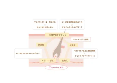 「ブラックリバース処方(TM)」シナジー効果 概念図