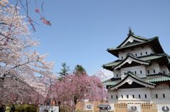 あの“さくらの名所”青森県・弘前公園のさくらオーナーになれる！　ふるさと納税でさくらオーナーを募集　1口1万円～