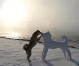 柴犬のん　冬の風景