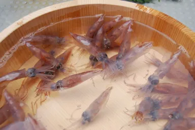 「4」月(ほたるいか漁最盛期)