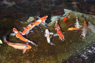 みよし店内の鯉