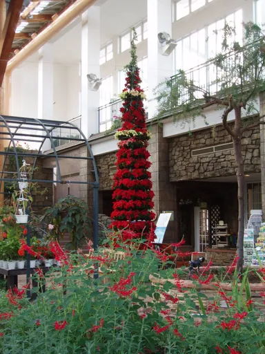 ポインセチアのガーデンスカイツリー 1