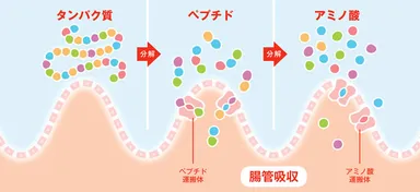 吸収効率の良いペプチドを配合