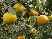 花粉症の緩和と抗酸化力の向上、大阪市立大学との共同研究で実証　柑橘類じゃばらの果皮粉末で、春からの花粉症対策
