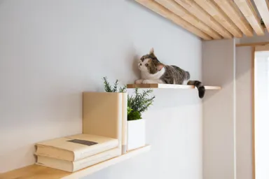 マイリノペット_塗り壁