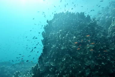 【星のや竹富島】体験ダイビング（２）