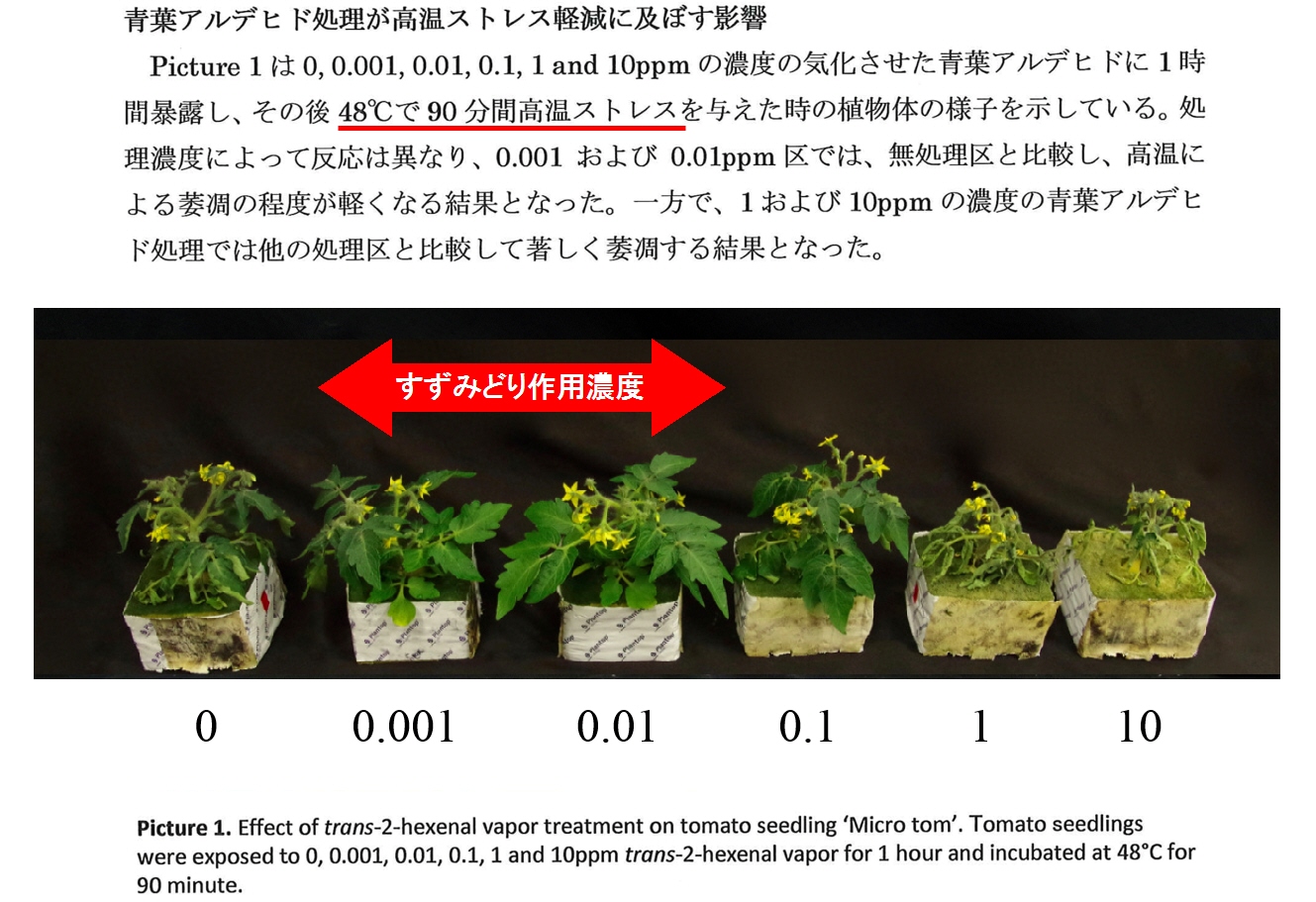 世界初“緑の香り”で農作物を高温から守る資材の開発で農芸化学技術賞 受賞【ファイトクローム・神戸大 共同研究】｜株式会社ファイトクロームのプレスリリース