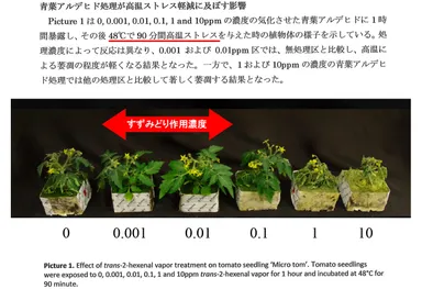 トマト苗試験結果