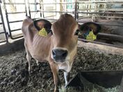 ジャージー牛＆アルパカの放牧場が新たに登場！“滋賀農業公園ブルーメの丘”で癒しの動物たち